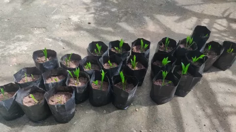 Plant saplings
