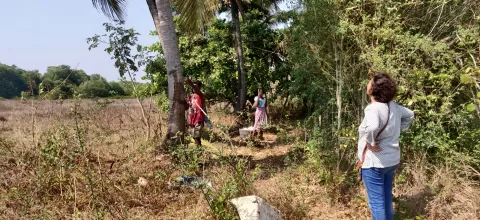 Coconut Plucking