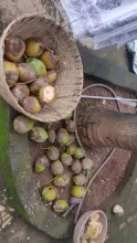 Coconut
