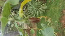 Eggplant