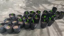Saplings