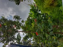 Gardening - A Better Life, and A Greater World