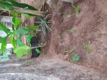 Plant saplings