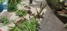 Gardening