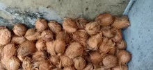 Coconut