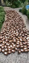 Coconut