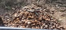 Coconut